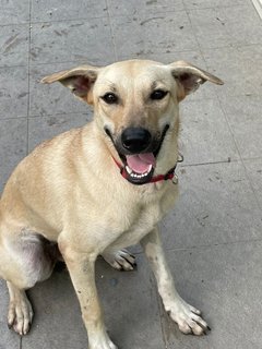 Lara - Mixed Breed Dog