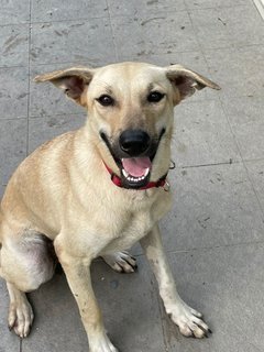 Lara - Mixed Breed Dog