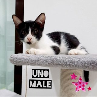 Uno &amp; Tres - Domestic Short Hair Cat