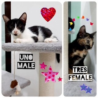 Uno &amp; Tres - Domestic Short Hair Cat