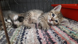 Tobby And Tabby - Domestic Short Hair Cat