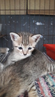 Tobby And Tabby - Domestic Short Hair Cat