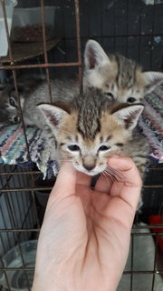 Tobby And Tabby - Domestic Short Hair Cat