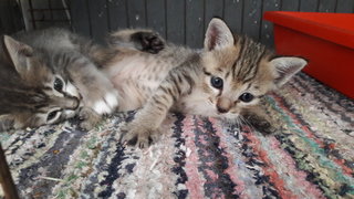 Tobby And Tabby - Domestic Short Hair Cat