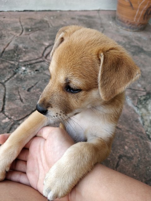 Puppy  - Mixed Breed Dog