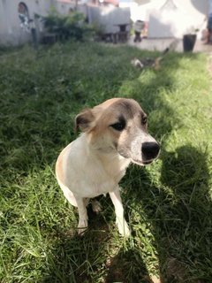 Lady - Mixed Breed Dog