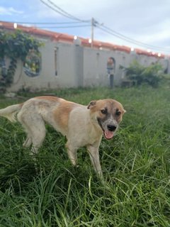 Lady - Mixed Breed Dog