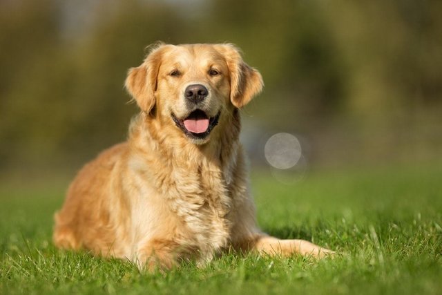 Lisa - Golden Retriever Dog