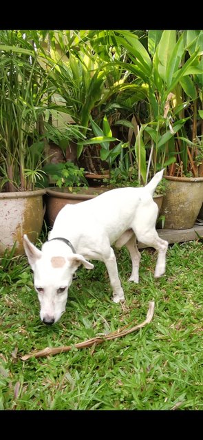 Jack - Jack Russell Terrier Dog