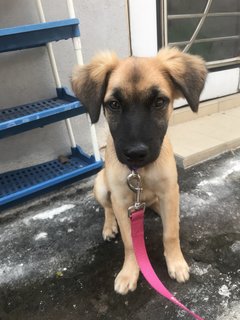 Solar (Medium Fur) - Mixed Breed Dog