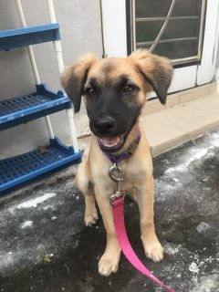 Solar (Medium Fur) - Mixed Breed Dog