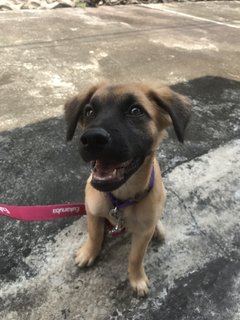 Solar (Medium Fur) - Mixed Breed Dog