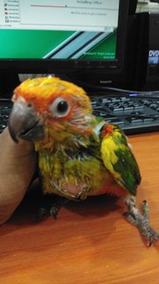 Rani - Conure Bird