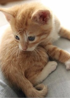 Honey Melon  - Domestic Short Hair Cat