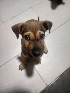 Coco - Mixed Breed Dog