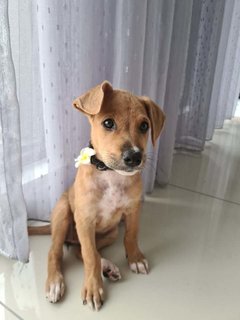 Nabie (Butterfly Girl) - Mixed Breed Dog