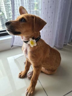 Nabie (Butterfly Girl) - Mixed Breed Dog