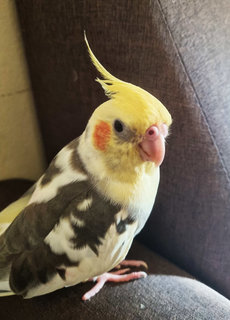 Nemo  - Cockatiel Bird