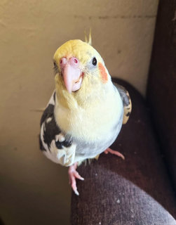 Nemo  - Cockatiel Bird