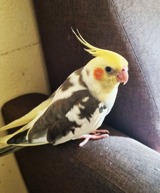 Nemo  - Cockatiel Bird