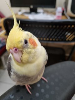 Nemo  - Cockatiel Bird