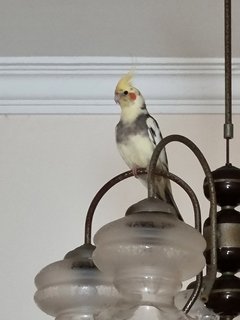 Nemo  - Cockatiel Bird