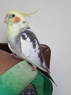 Nemo  - Cockatiel Bird