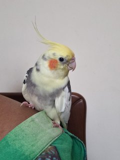 Nemo  - Cockatiel Bird