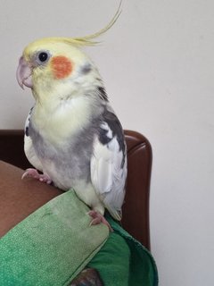 Nemo  - Cockatiel Bird