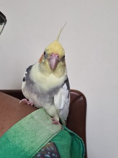 Nemo  - Cockatiel Bird