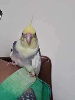 Nemo  - Cockatiel Bird