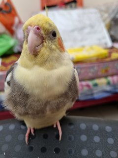 Nemo  - Cockatiel Bird