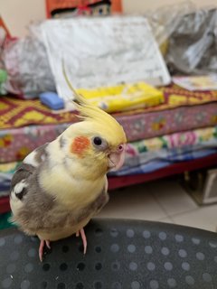 Nemo  - Cockatiel Bird