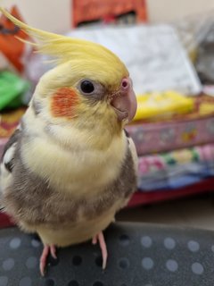 Nemo  - Cockatiel Bird