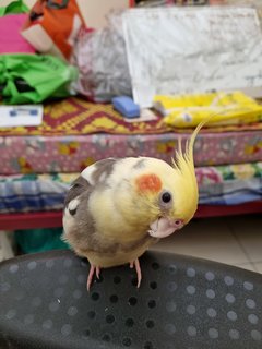 Nemo  - Cockatiel Bird