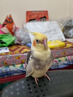 Nemo  - Cockatiel Bird