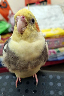 Nemo / Nemo Chellam - Cockatiel Bird