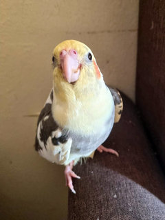 Nemo / Nemo Chellam - Cockatiel Bird