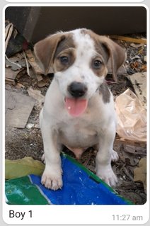 Boy 1 - Mixed Breed Dog