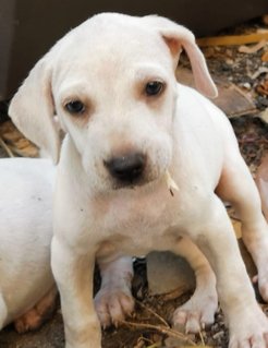 Girl 3 - Mixed Breed Dog