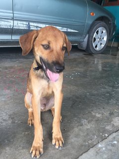 Small Boy  - Mixed Breed Dog