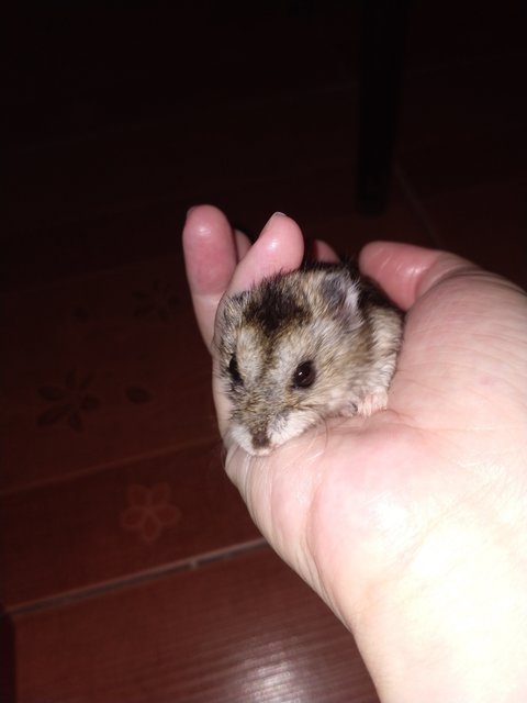 Teddy And Lemon - Striped Hamster Hamster