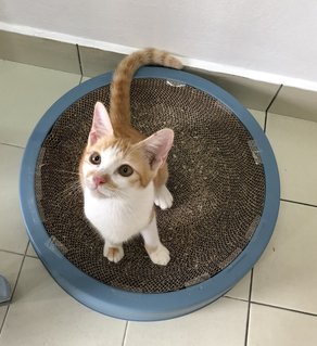 Irene - Domestic Short Hair + Domestic Medium Hair Cat