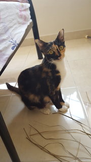 Calico - Domestic Short Hair Cat