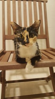 Calico - Domestic Short Hair Cat