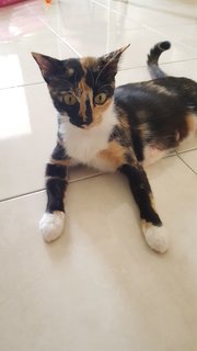 Calico - Domestic Short Hair Cat