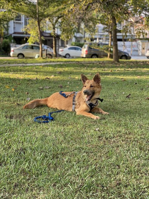 Pumpkin - Mixed Breed Dog