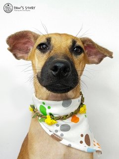 Scooby Doo - Mixed Breed Dog