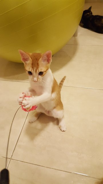 Yi Yi Kitten - Domestic Short Hair Cat