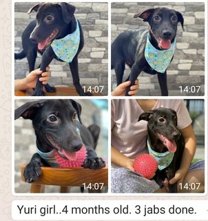 Yuri Girl - Mixed Breed Dog